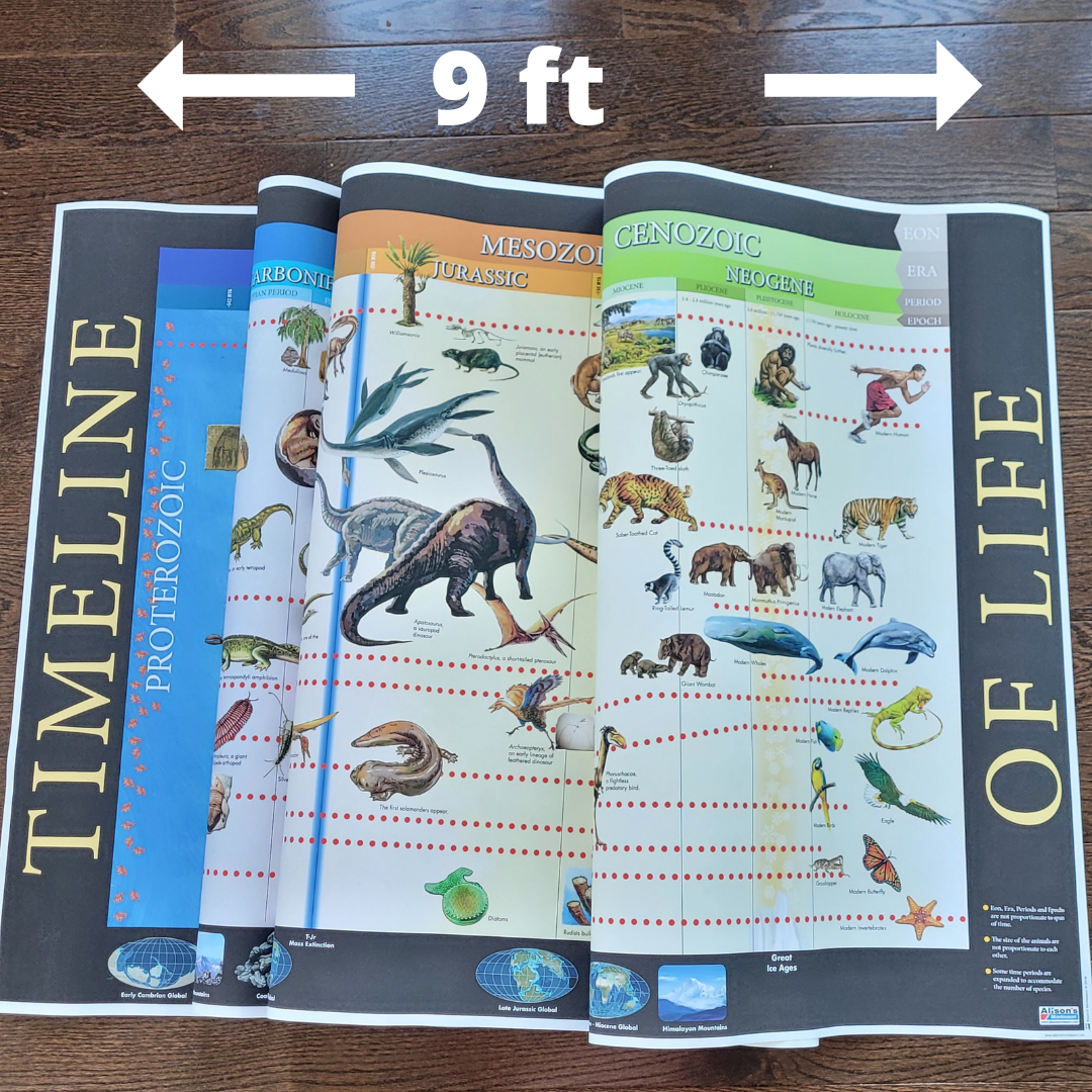 Timeline of Life