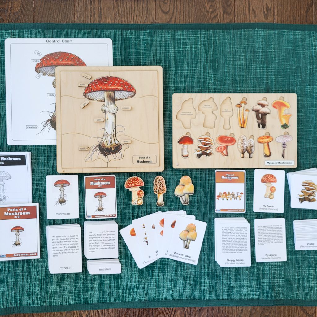 The Study of Mushrooms 6-9