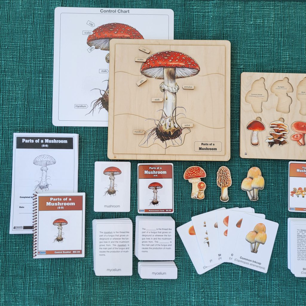 The Study of Mushrooms 6-9