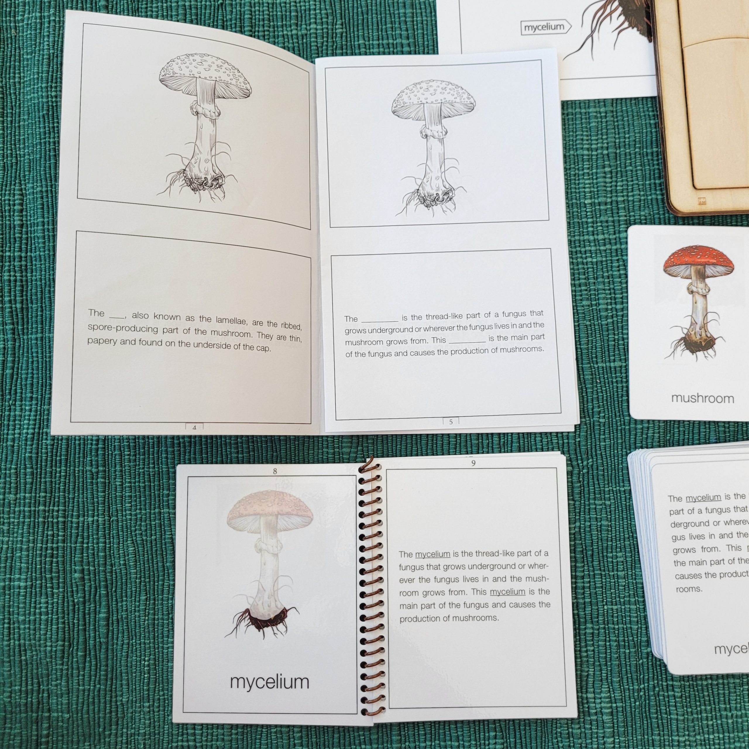 Montessori Three-Part Cards