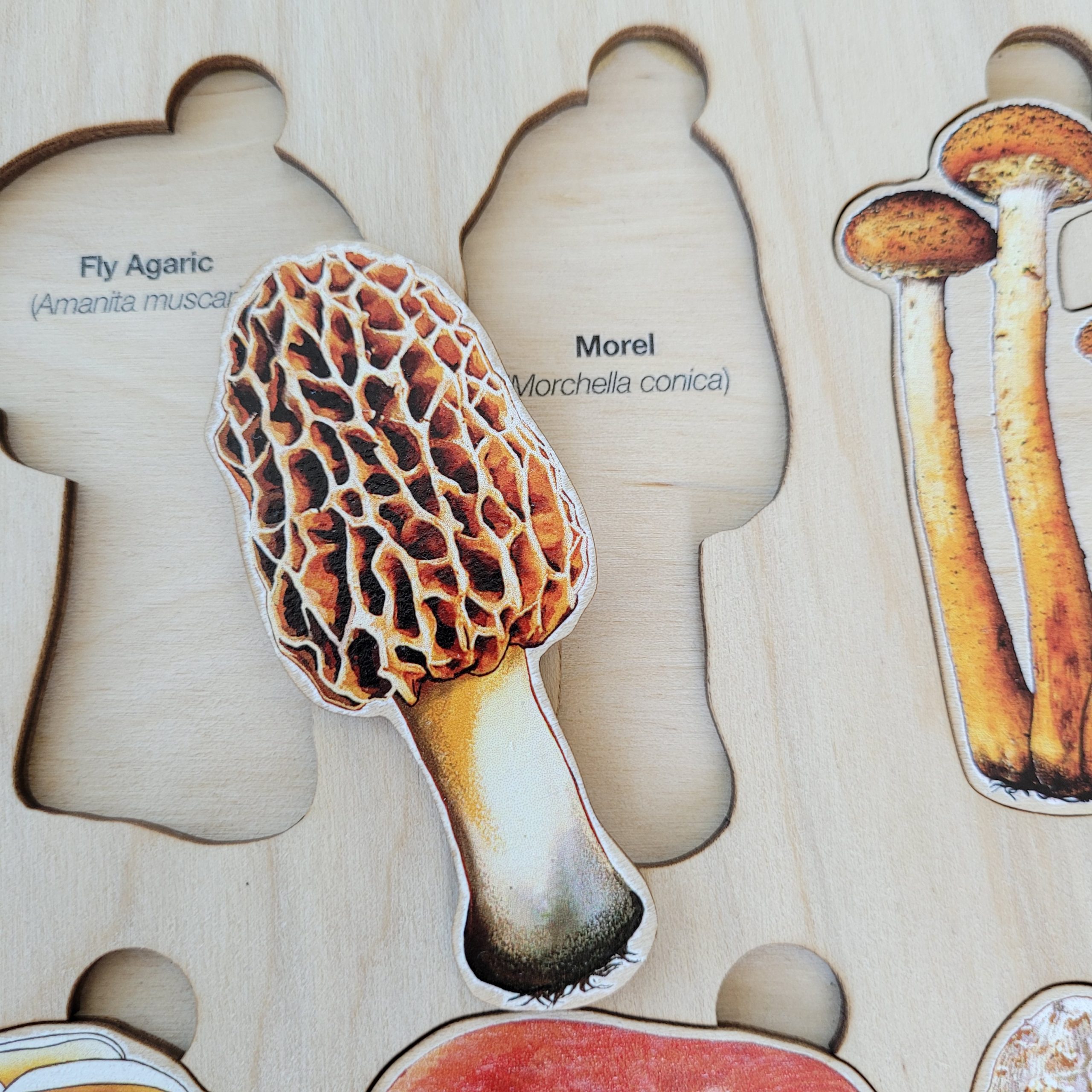 Montessori Printed Materials