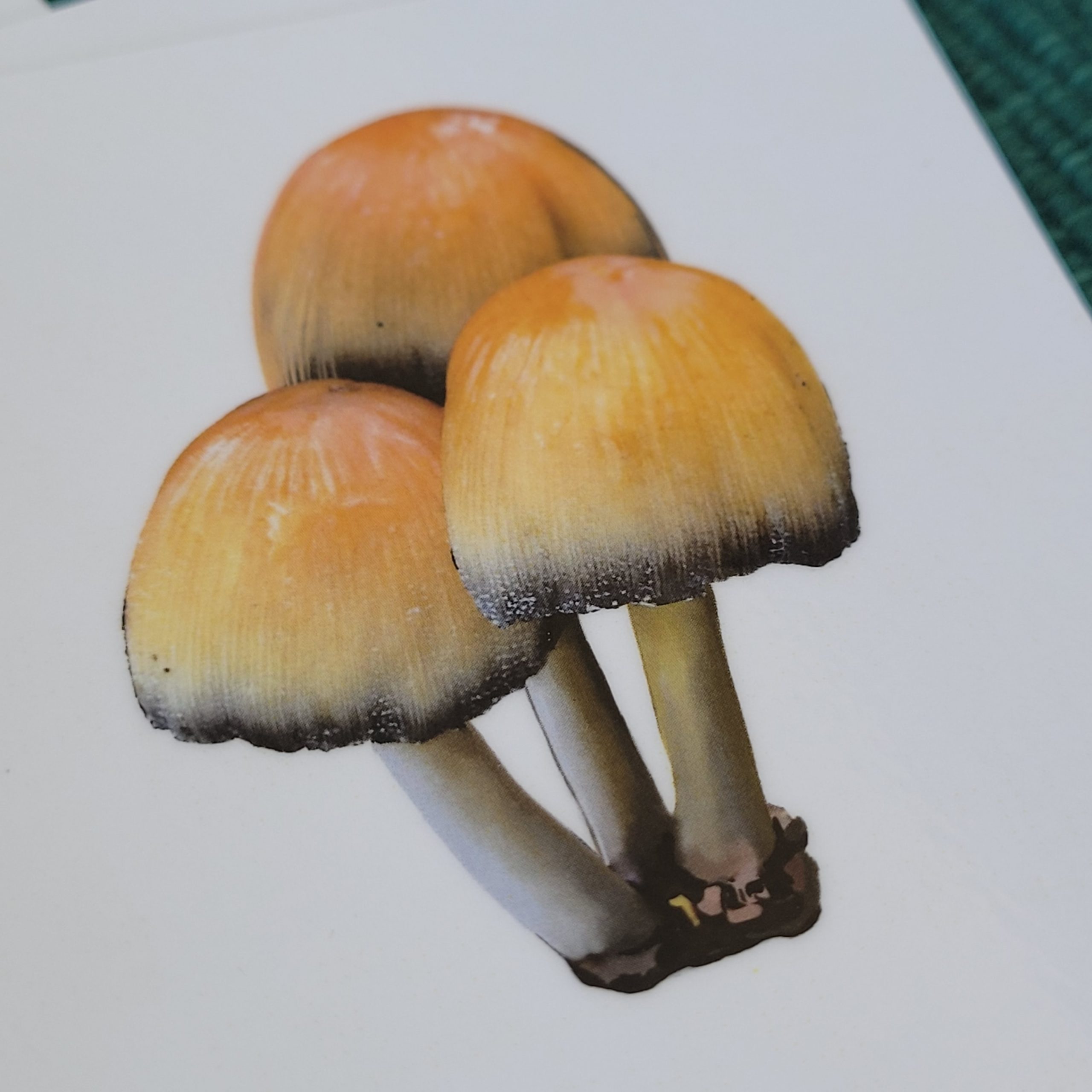 mushrooms