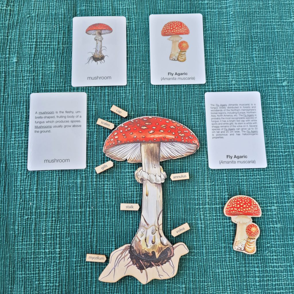 Montessori Three-Part Cards