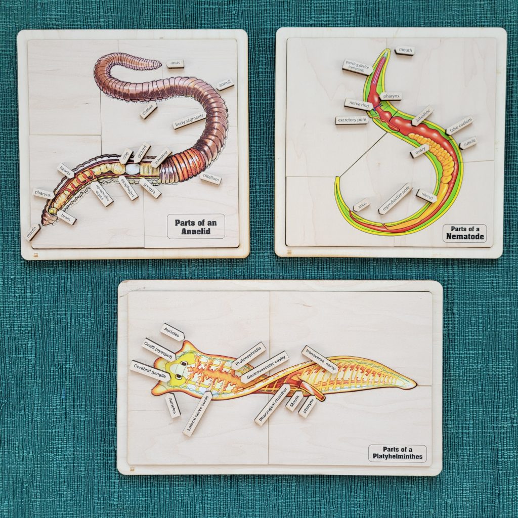 Montessori zoology curriculum