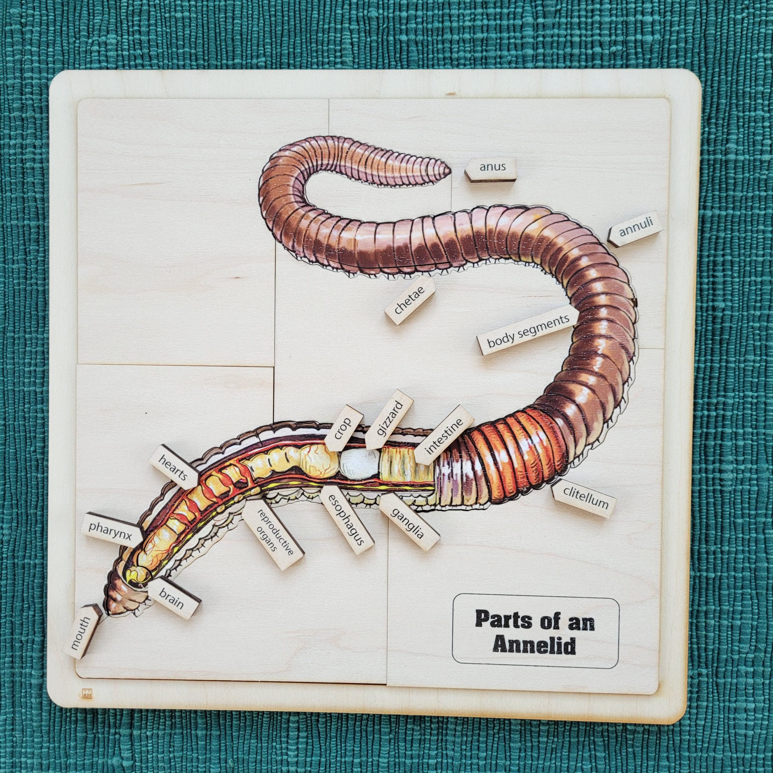 The Study of Worms