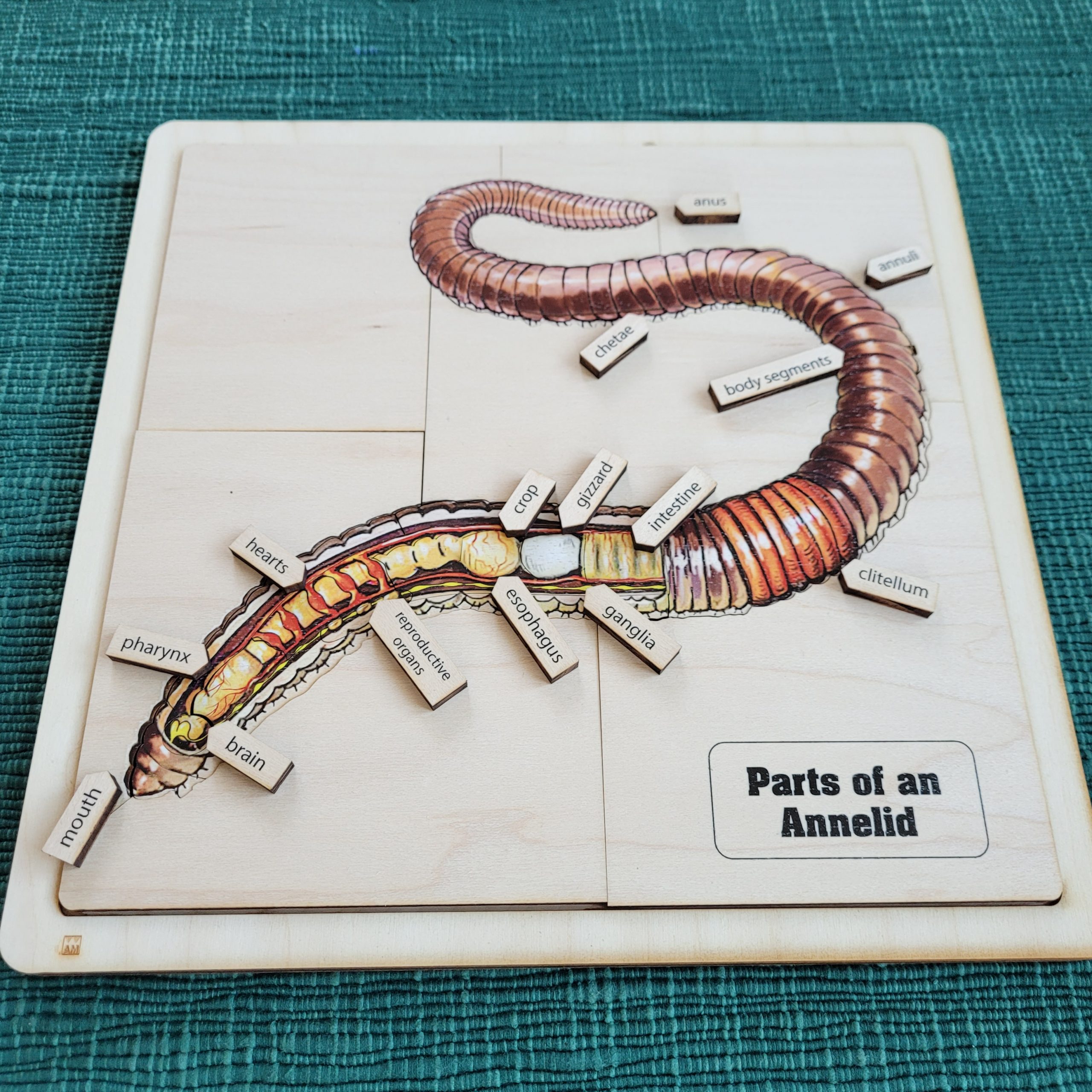 Parts of an Annelid