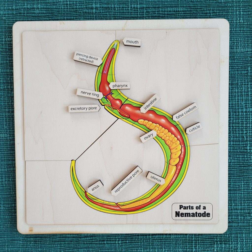 The Study of Worms