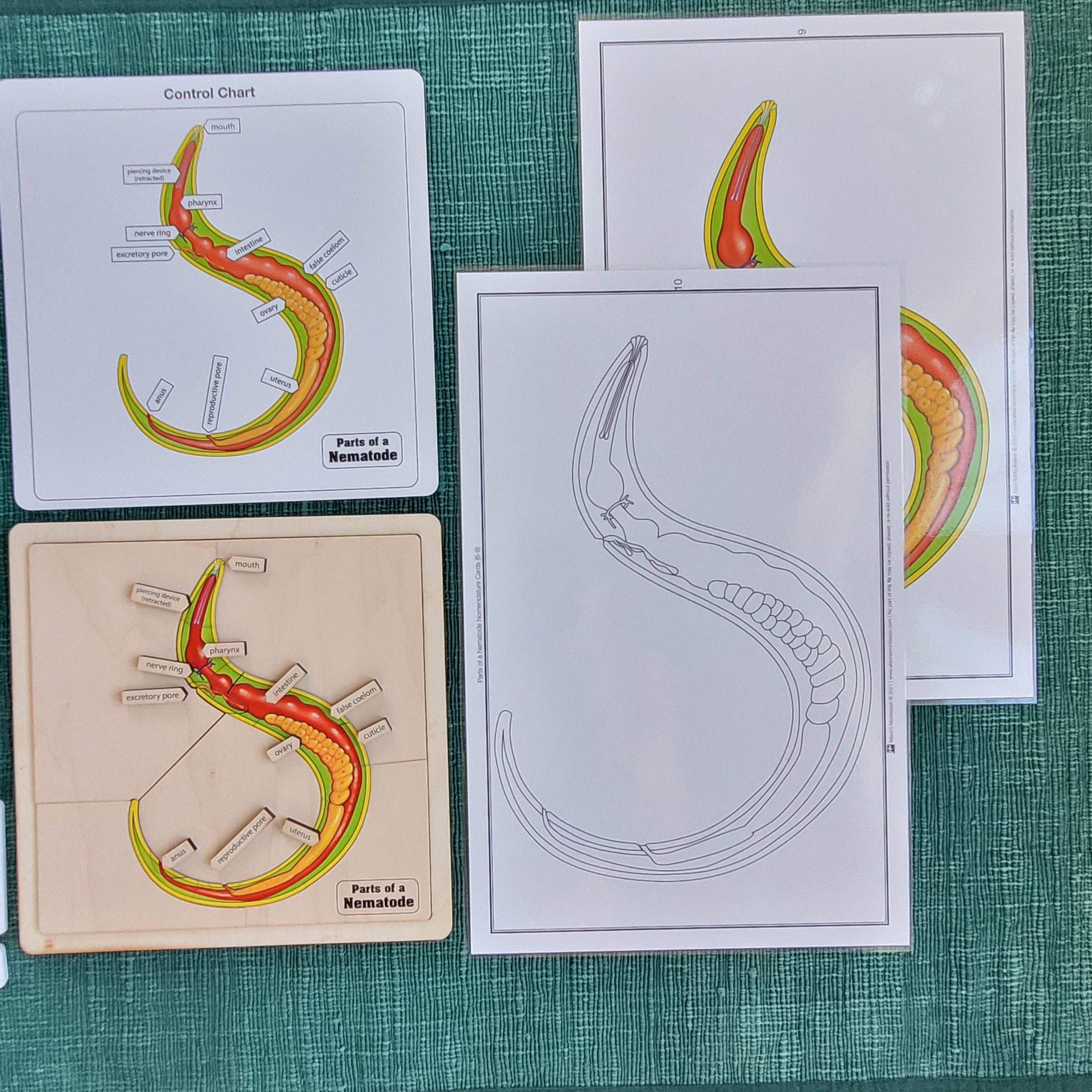 The Study of Worms