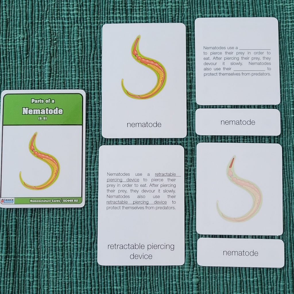 The Study of Worms