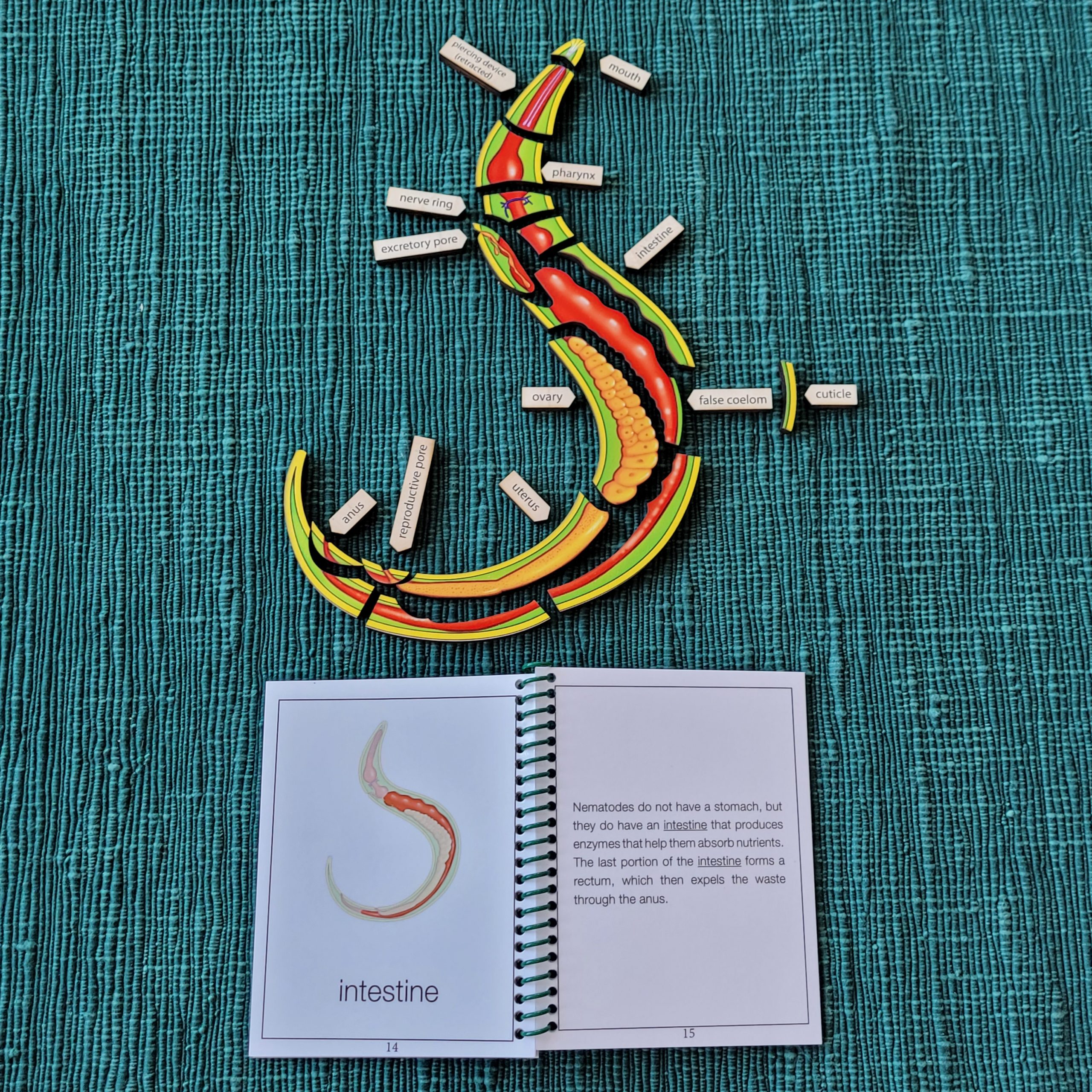 Parts of a Nematode