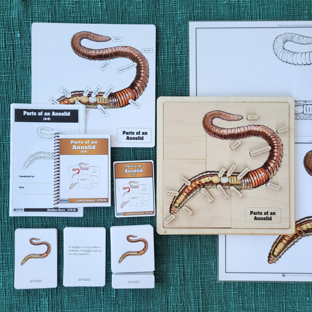 Study of worms