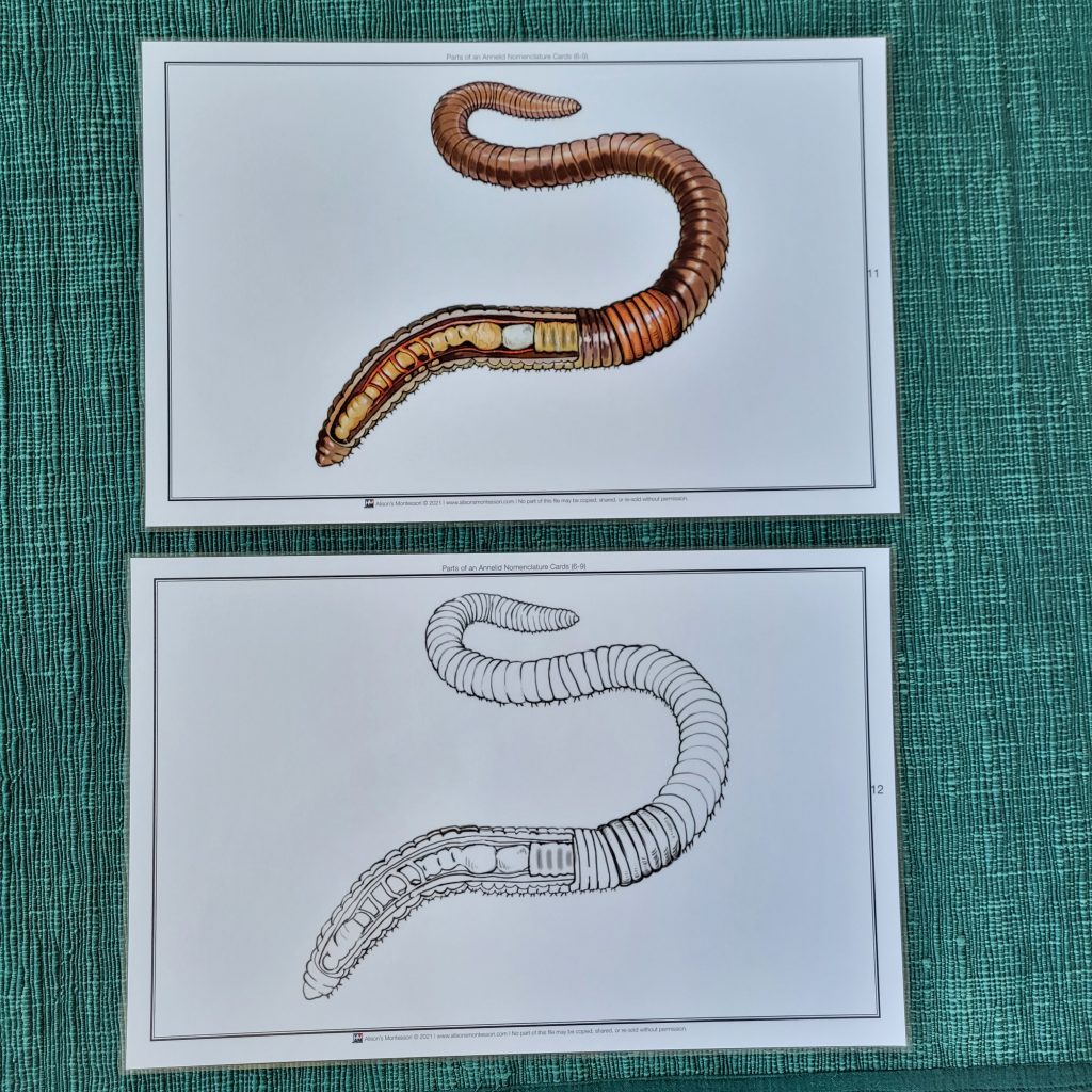 Parts of an Annelid
