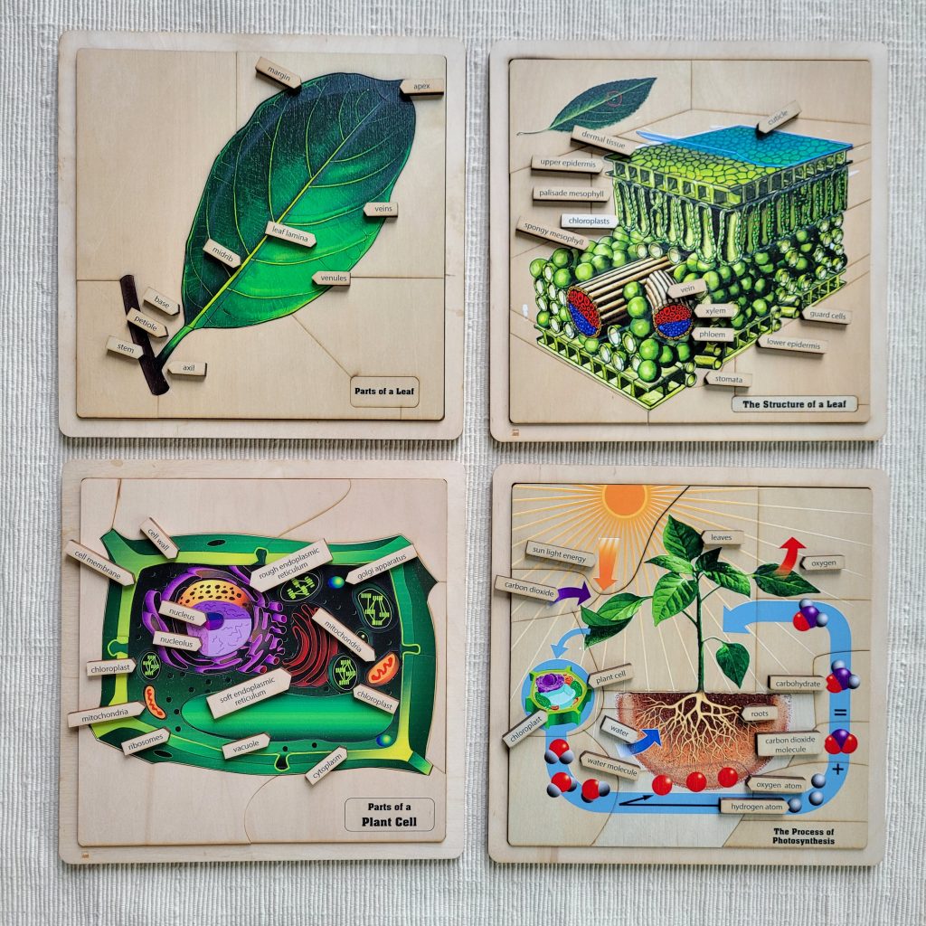 The study of leaves