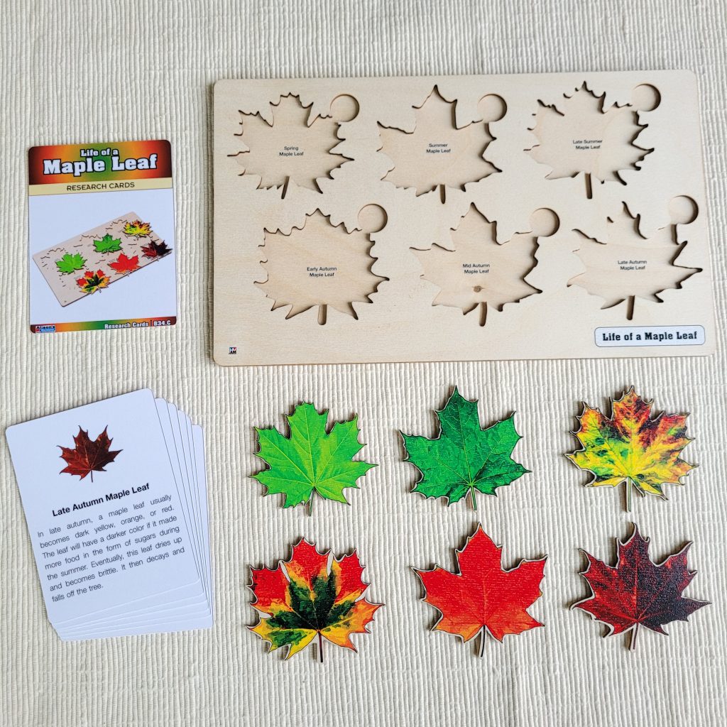 Life of a Maple Leaf Puzzle with Research Cards