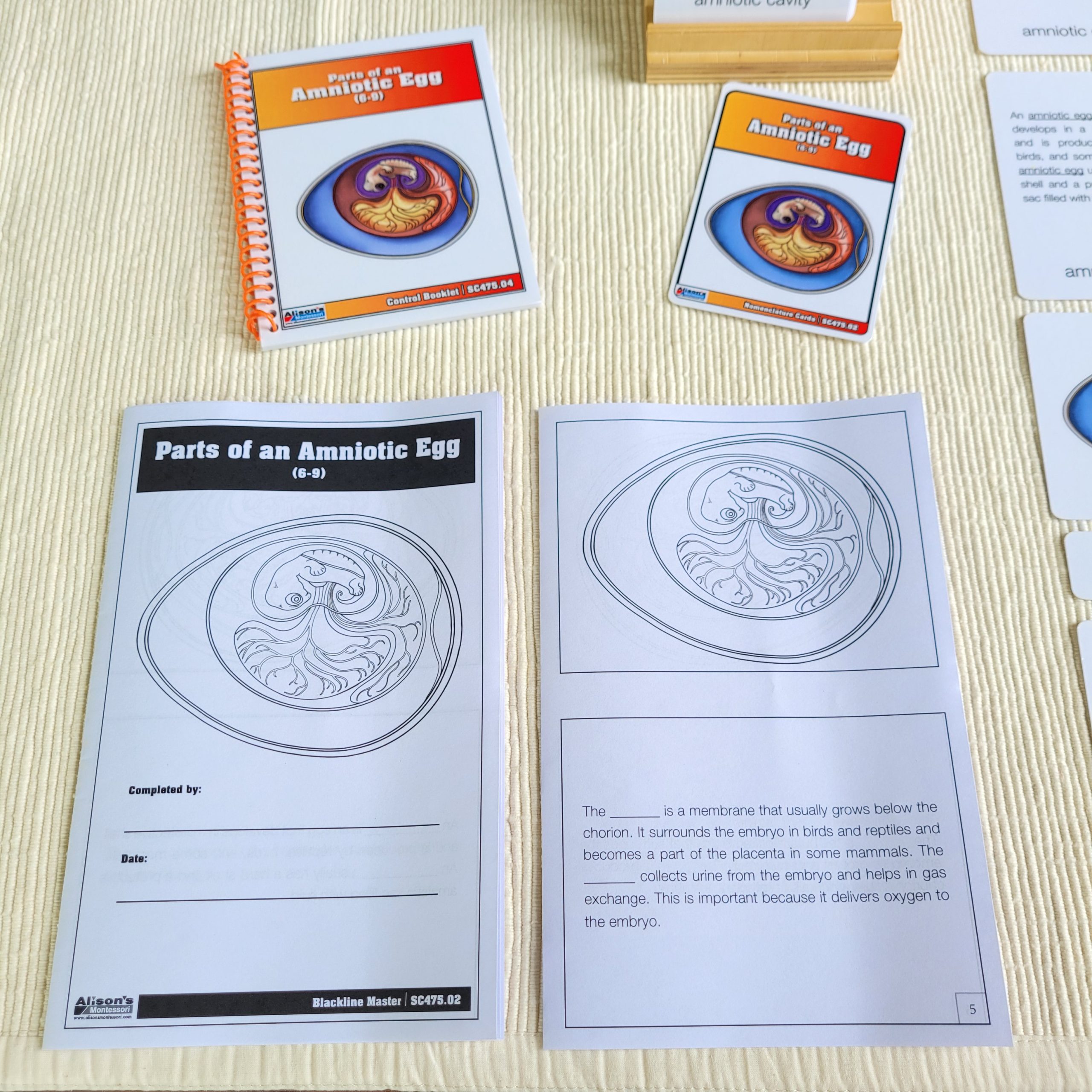Montessori Three-Part Cards 