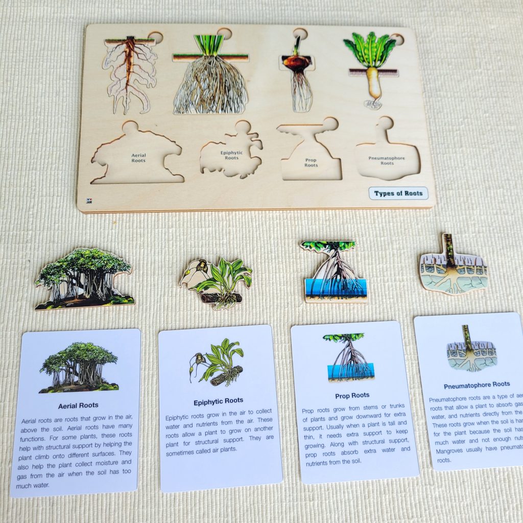 Alison's Montessori