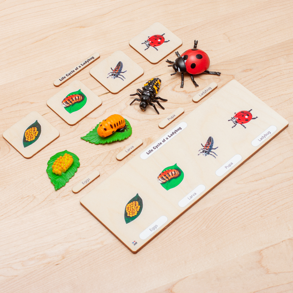 Montessori Life Cycles