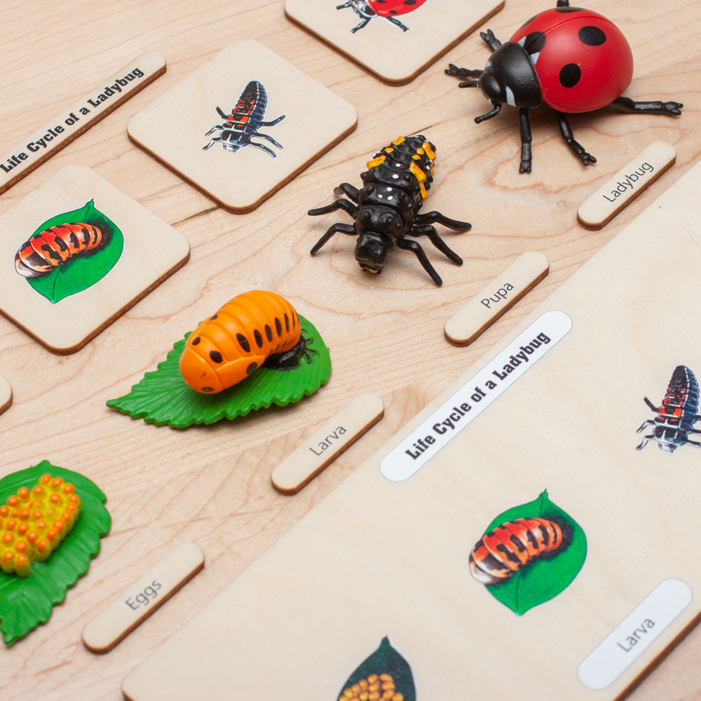 Montessori Life Cycles