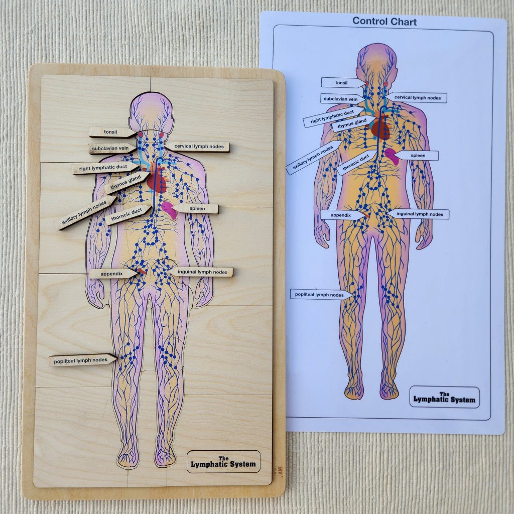 The Lymphatic System
