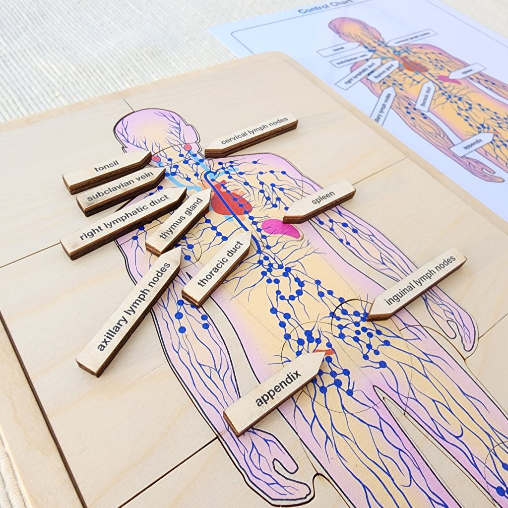 The Lymphatic System