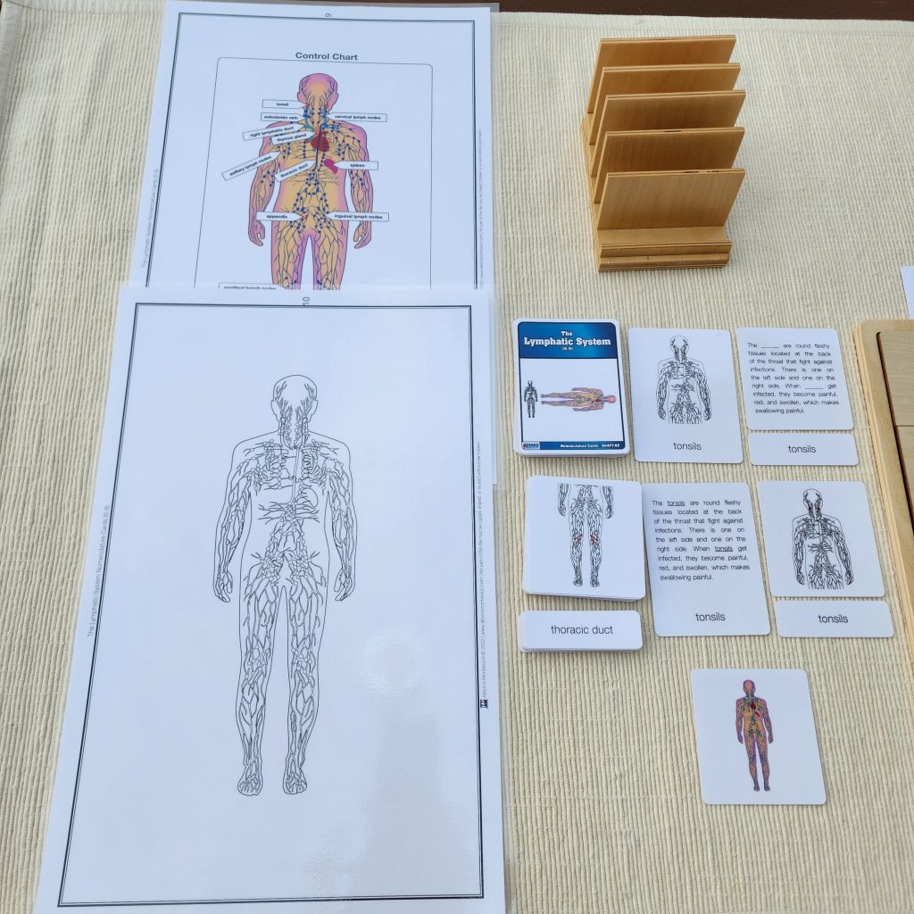 Montessori Three Part Cards