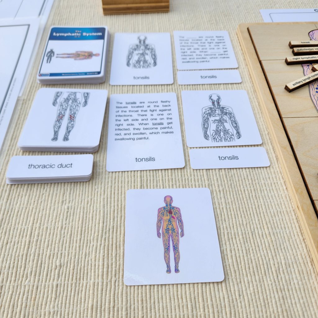The Lymphatic System