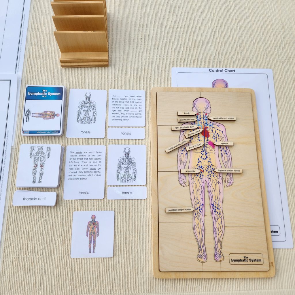 The Lymphatic System