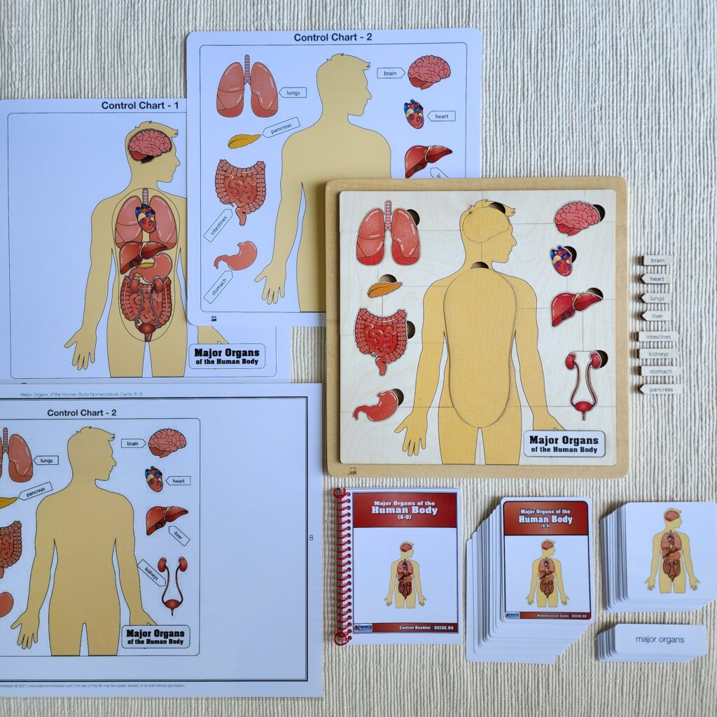 Major Organs of the Human Body, Ages 6-9