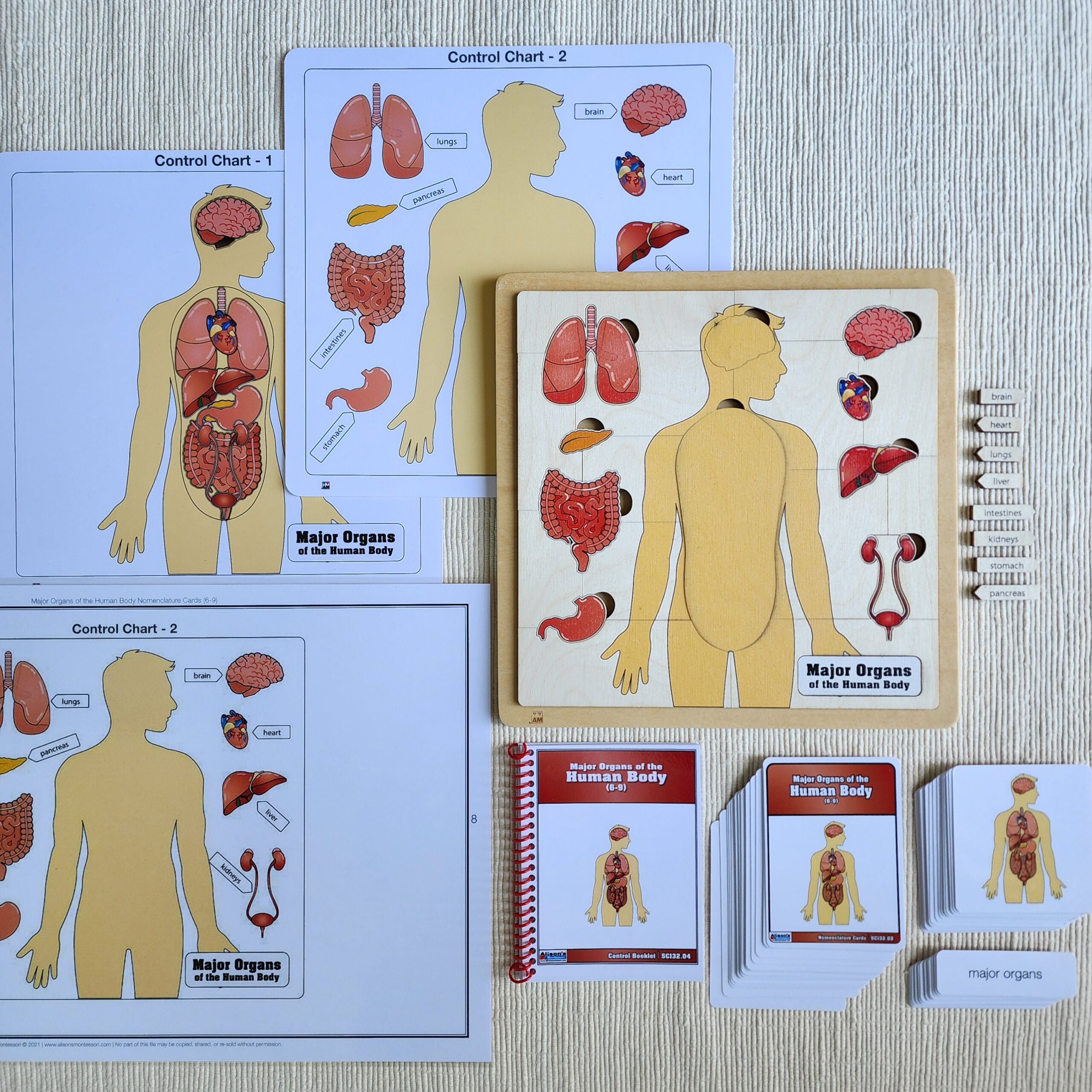 Major Organs Of The Human Body Ages 6 9