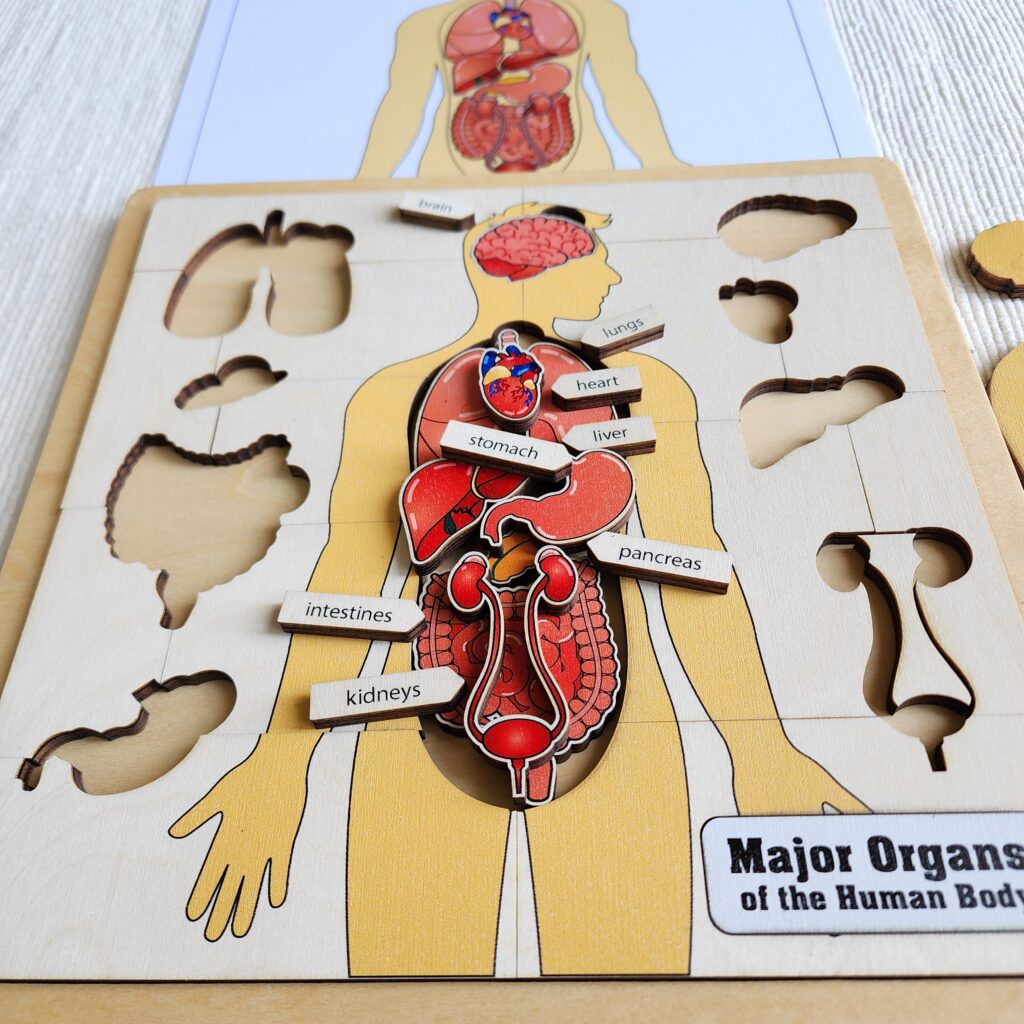 Major Organs of the Human Body