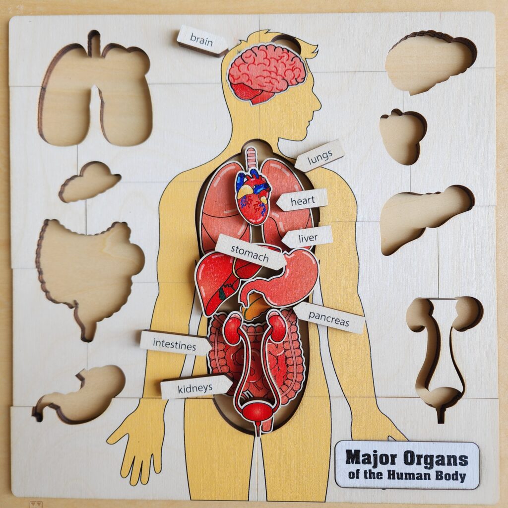 Montessori Puzzles