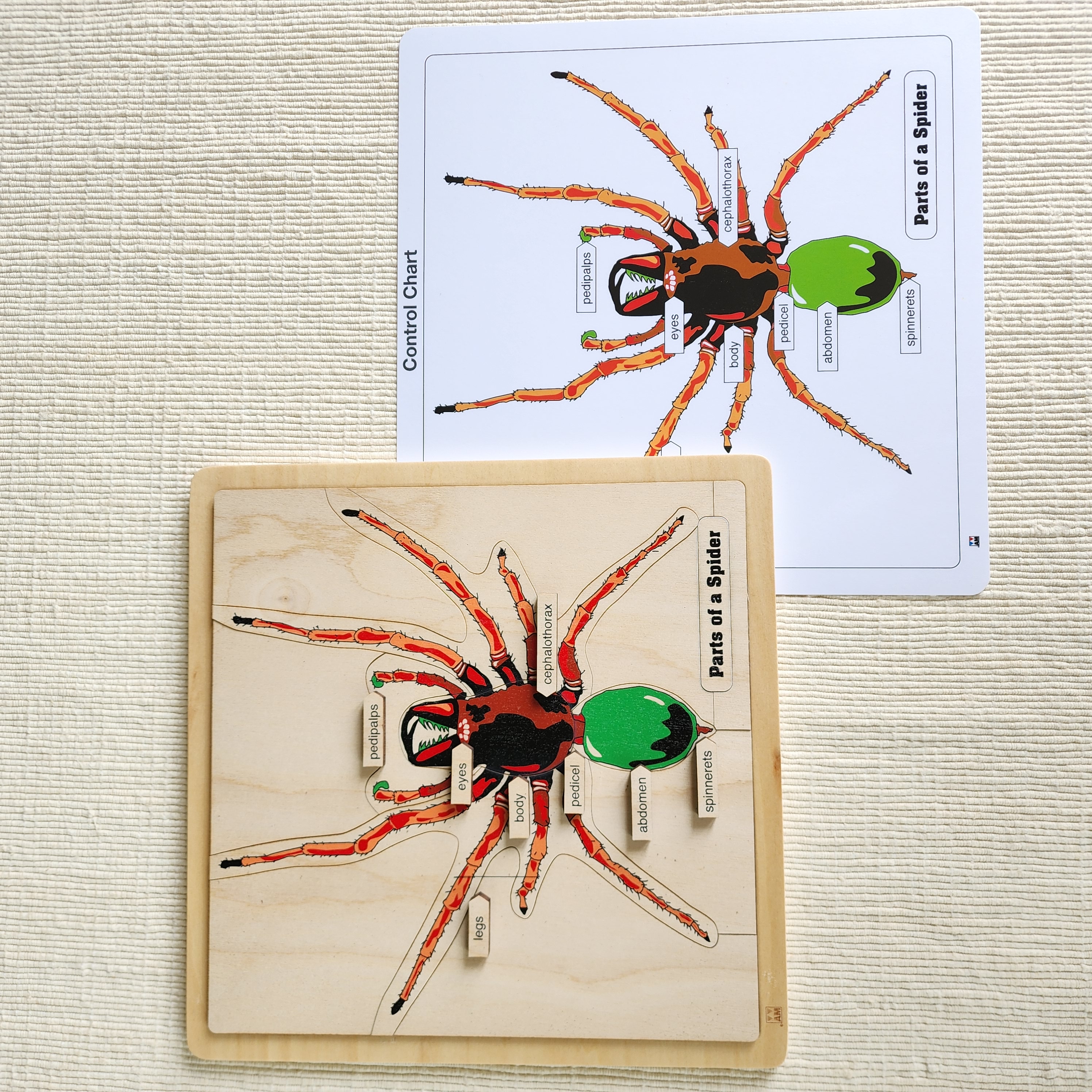 Parts of a Spider