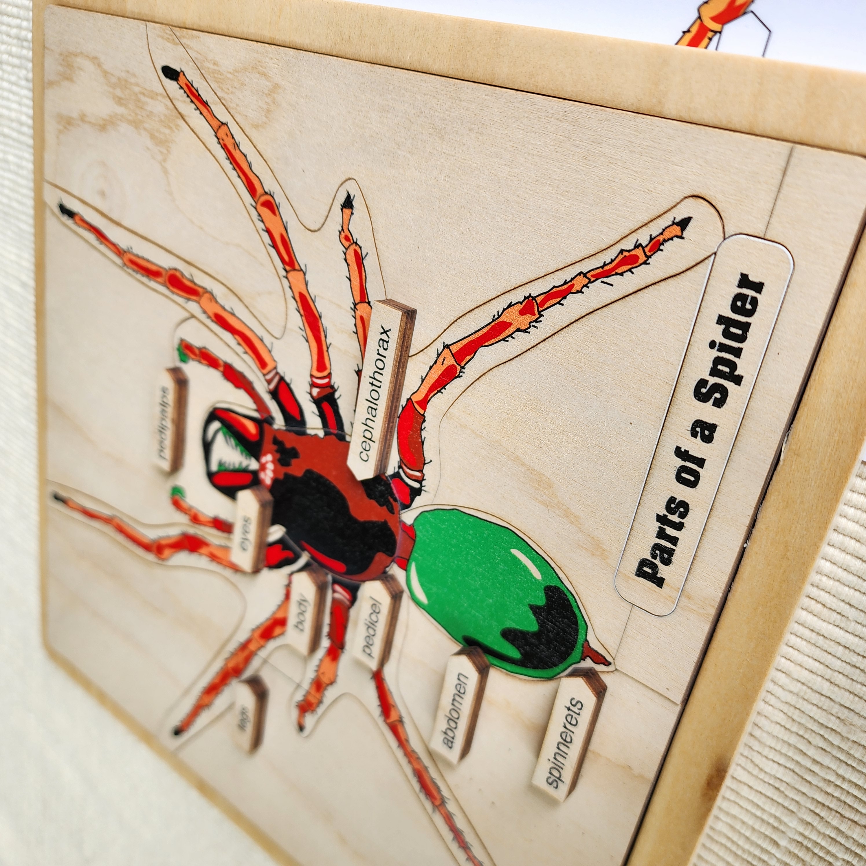 Parts of a Spider