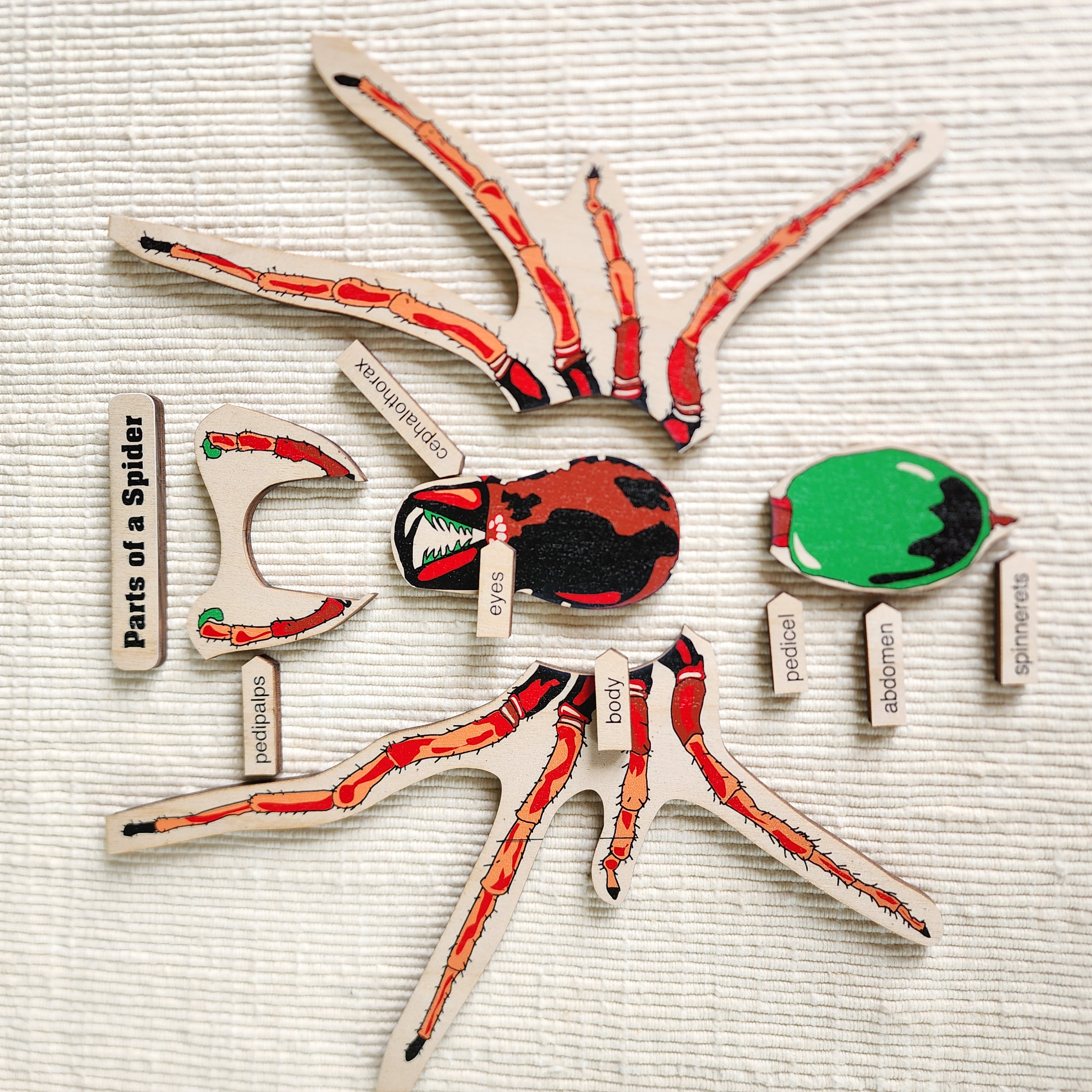 Parts of a Spider