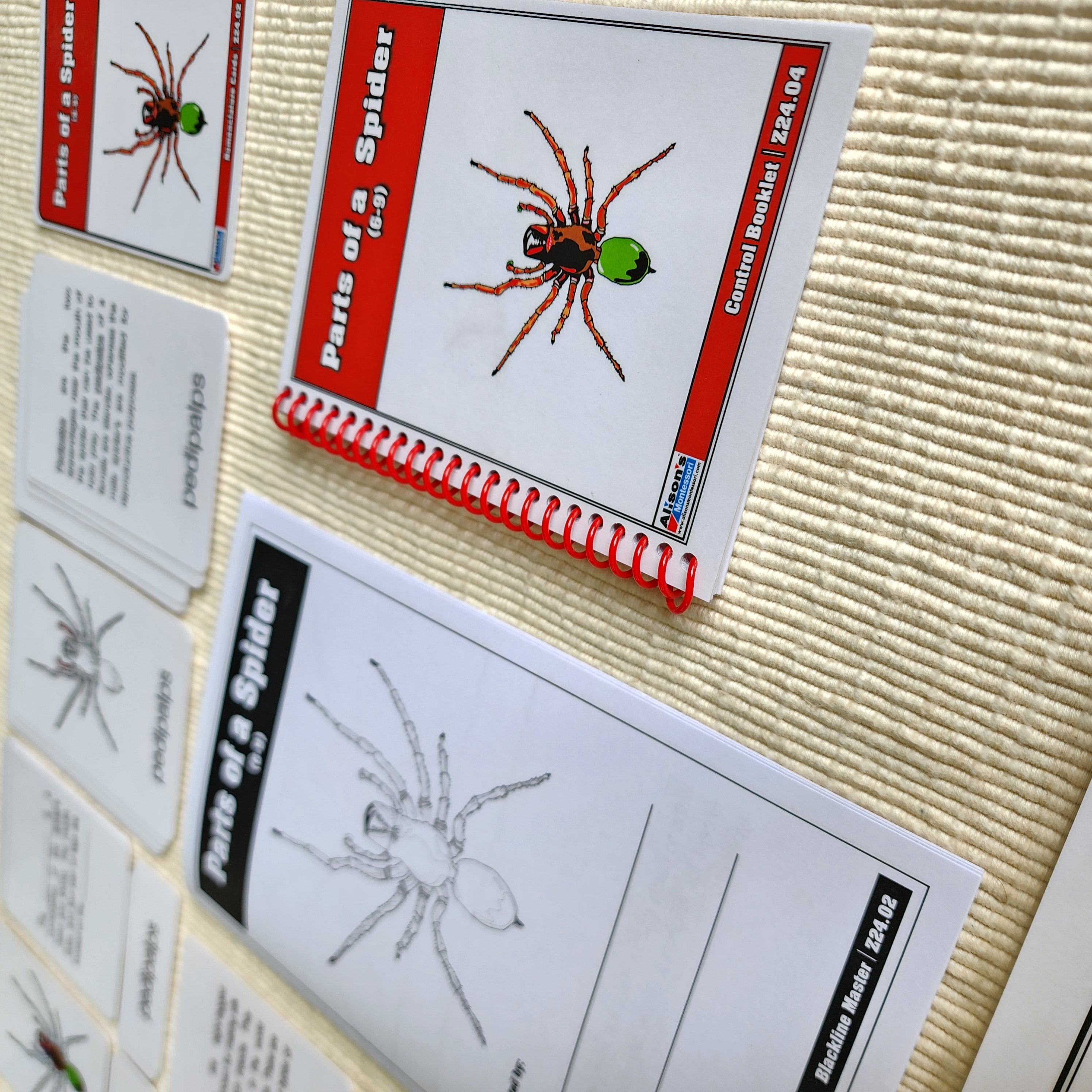 Parts of a Spider