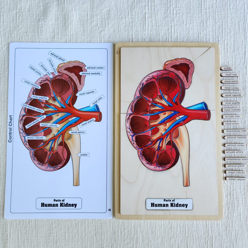 Parts of a Human Kidney