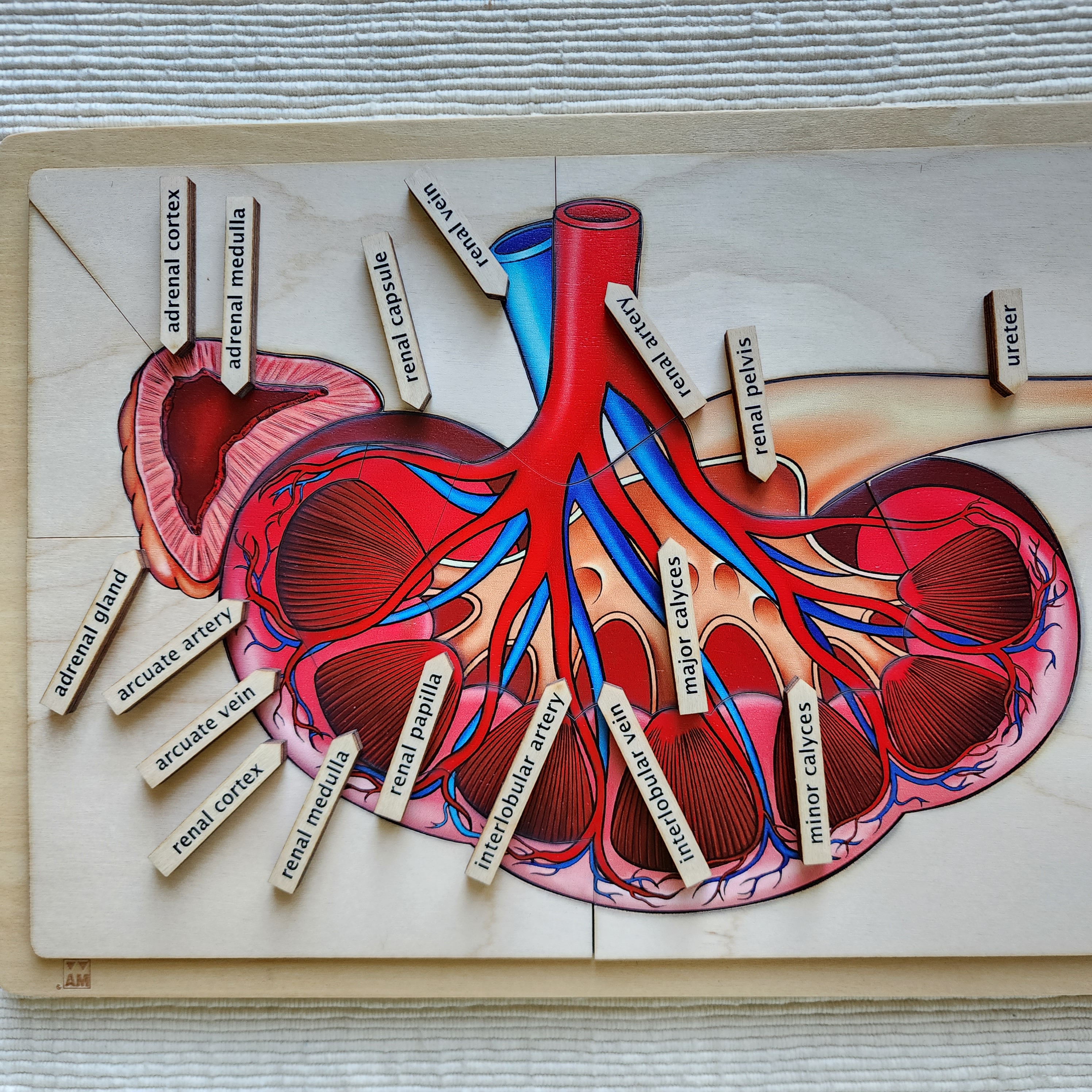 Parts of a Human Kidney