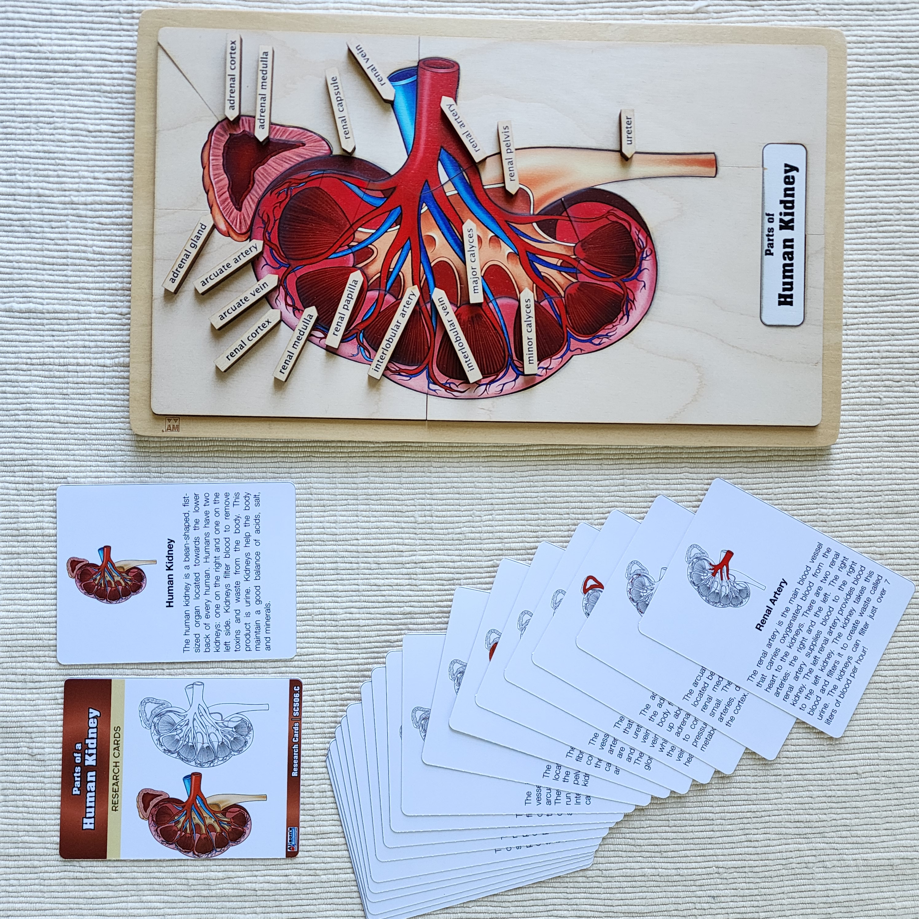 Parts of a Human Kidney