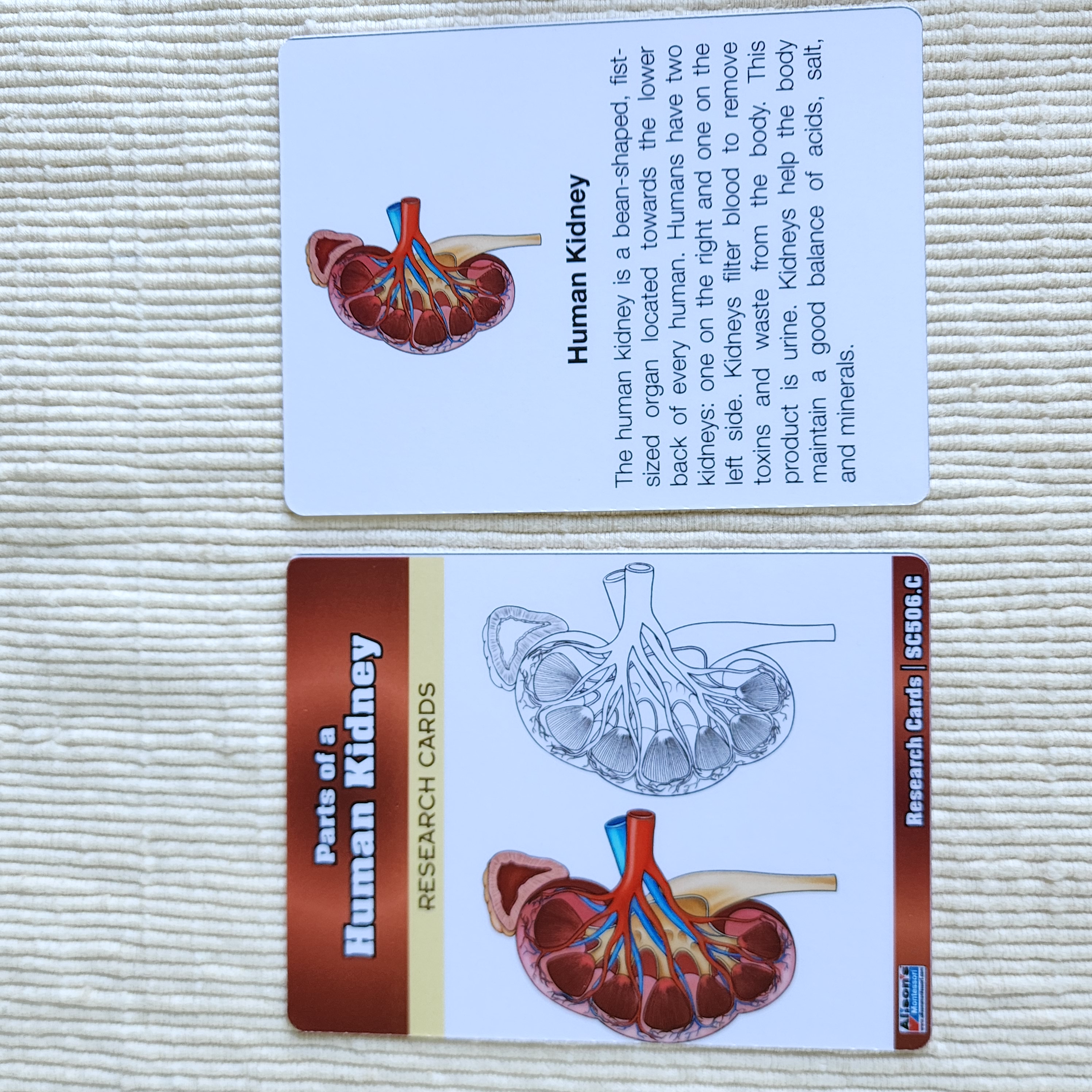 Parts of a Human Kidney