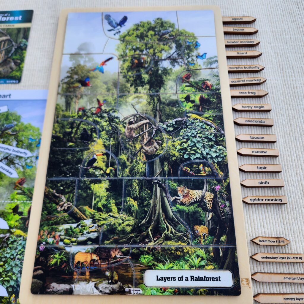 Layers of a Rainforest