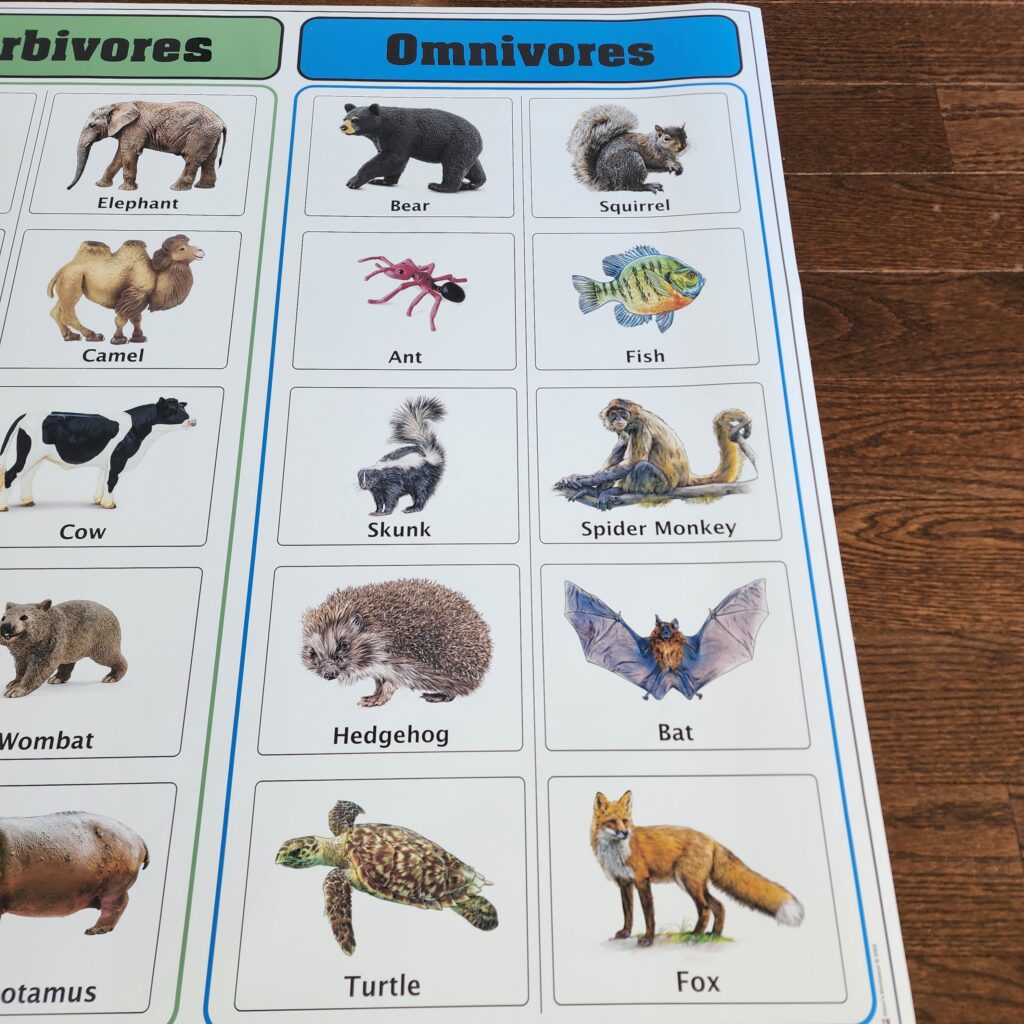 Carnivores Herbivores Omnivores