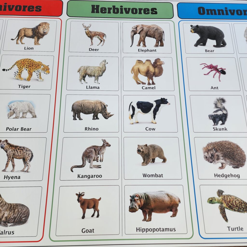 Carnivores Herbivores Omnivores
