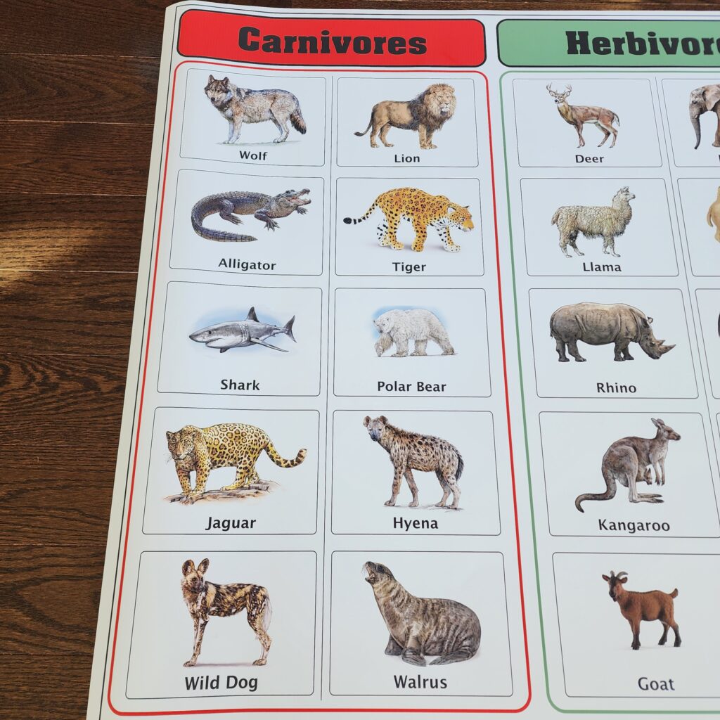 Carnivores Herbivores Omnivores