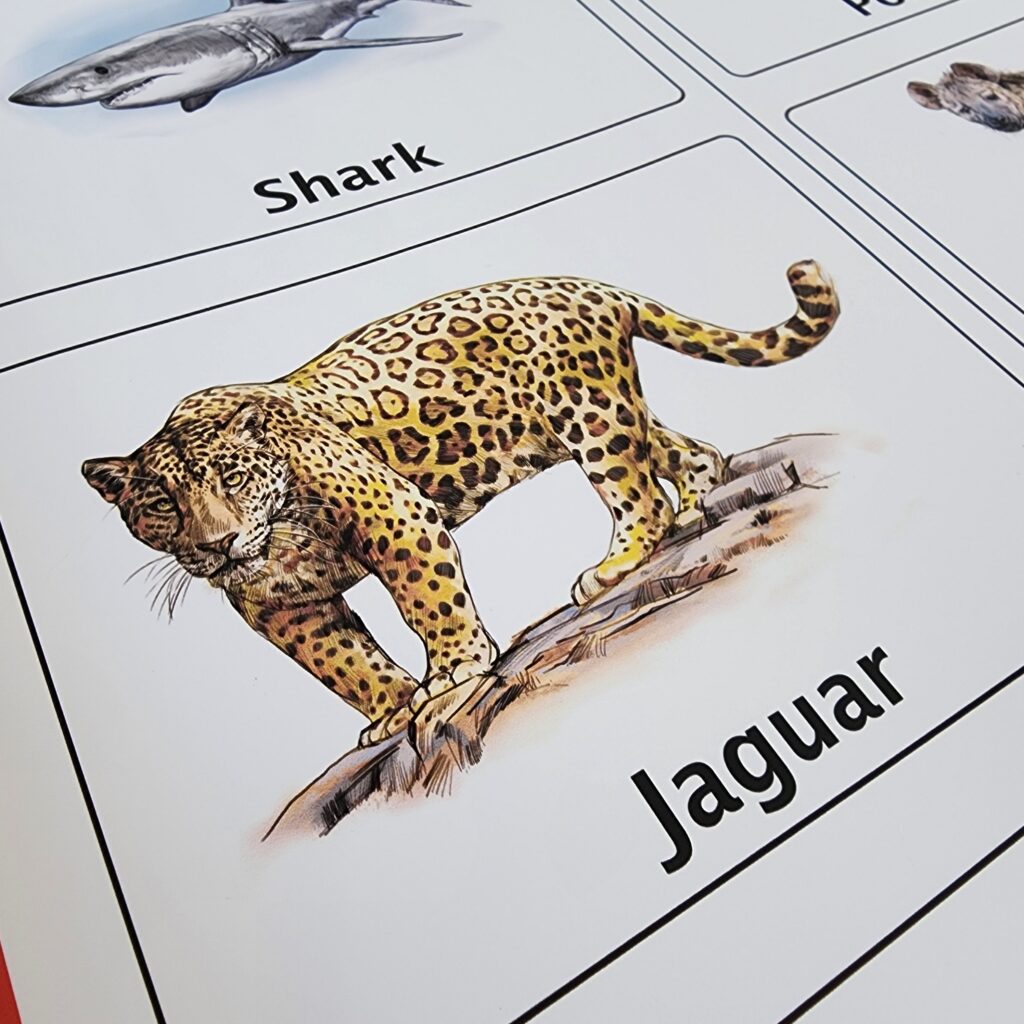 Carnivores Herbivores Omnivores