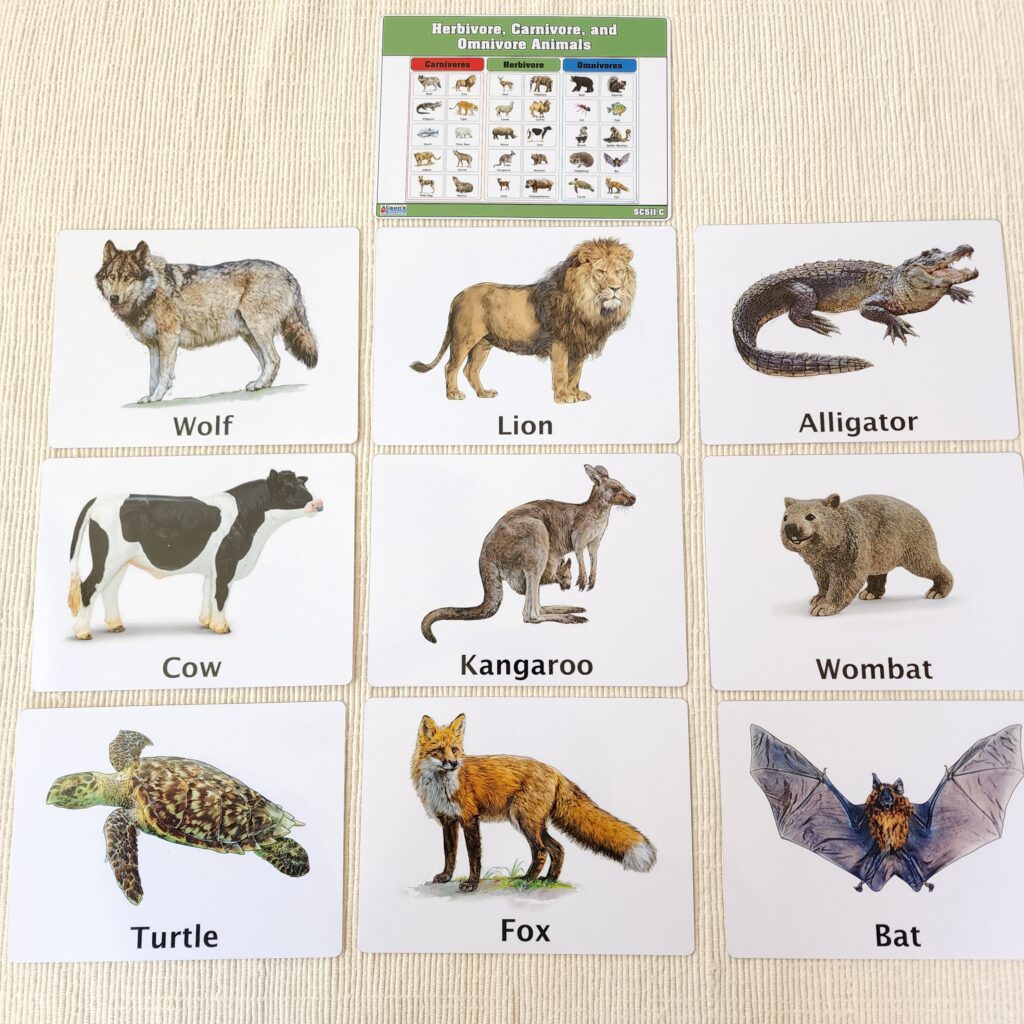 Carnivores Herbivores Omnivores