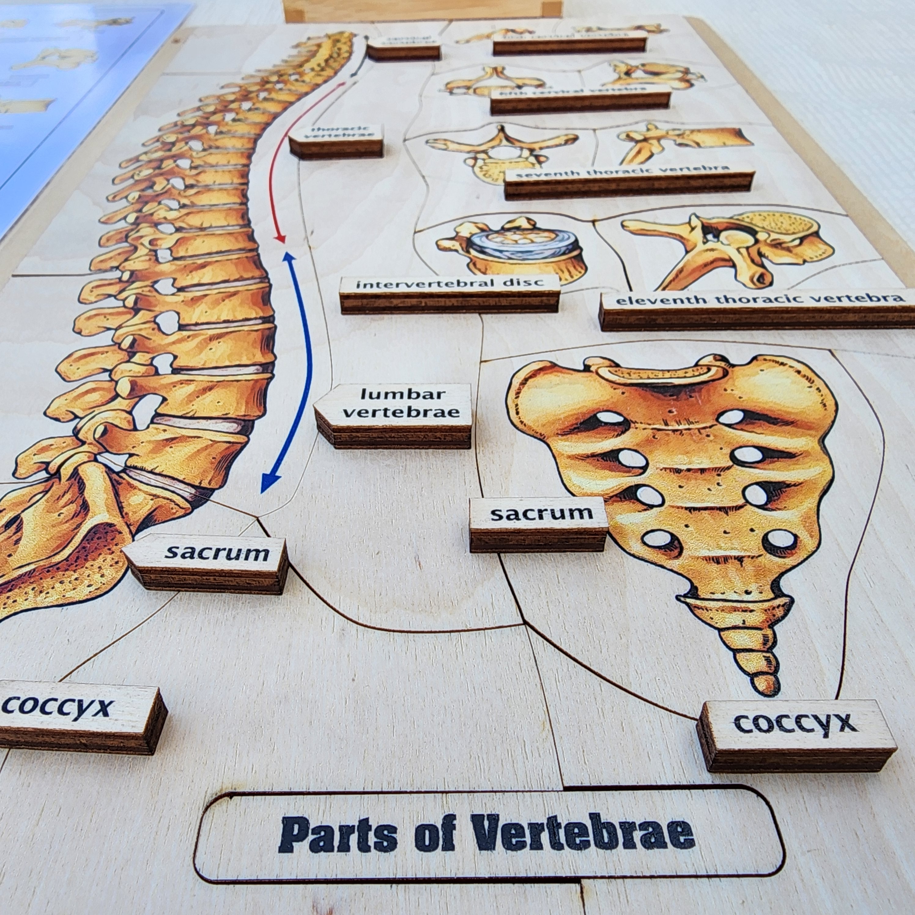 Parts of Vertebrae