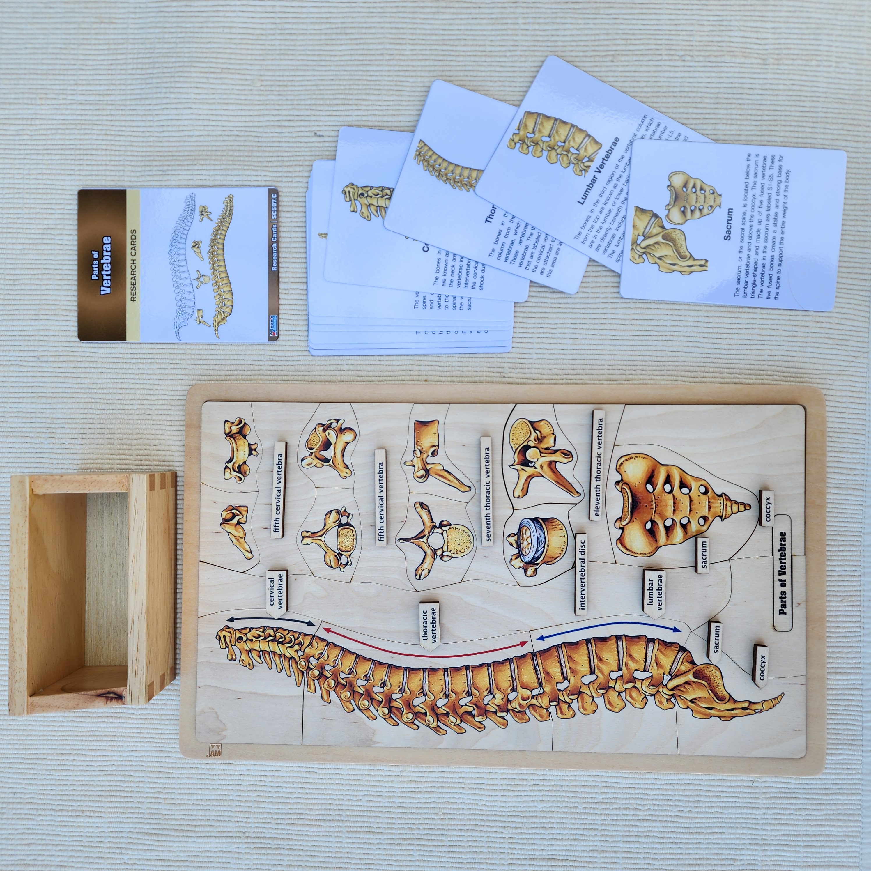 Parts of Vertebrae