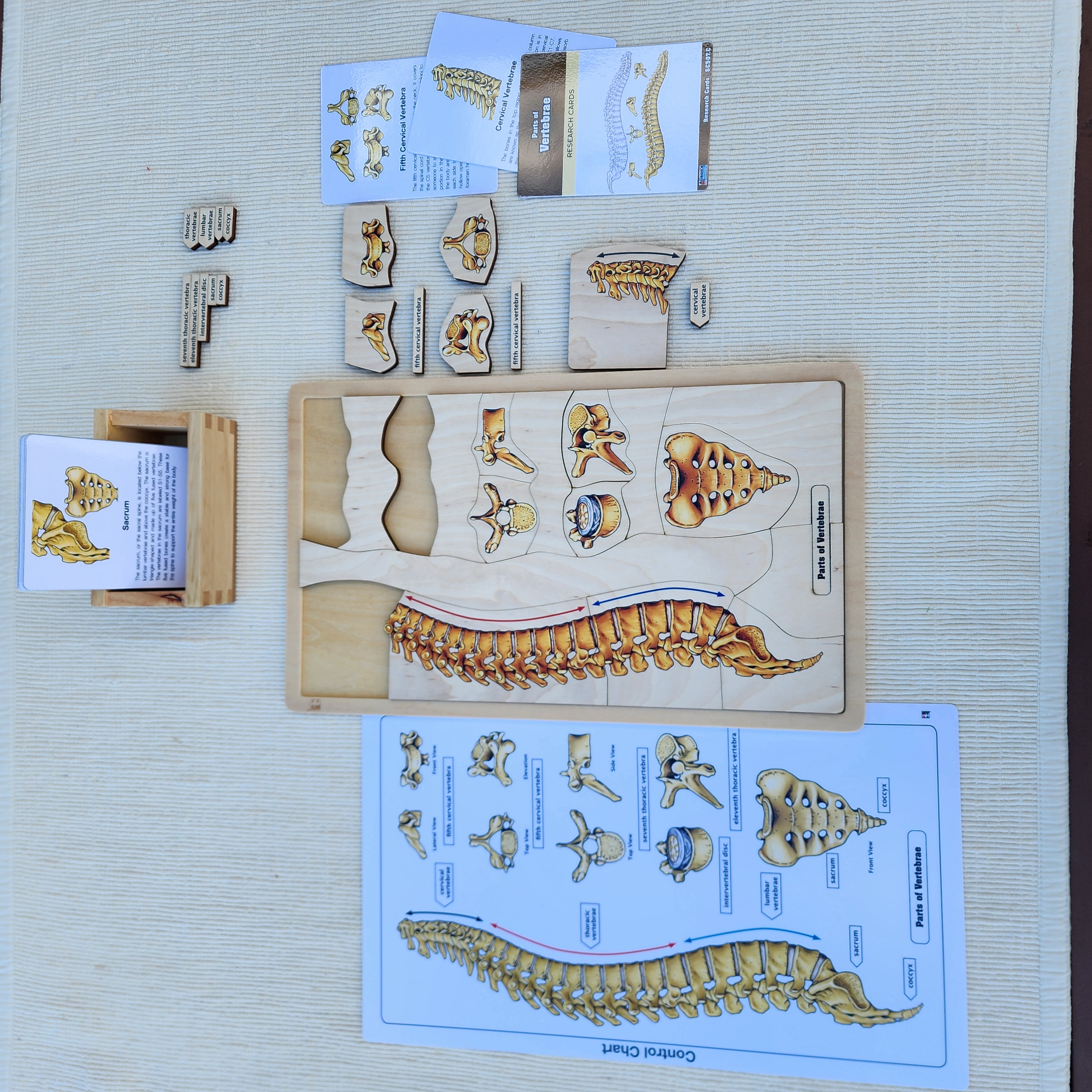 Parts of Vertebrae