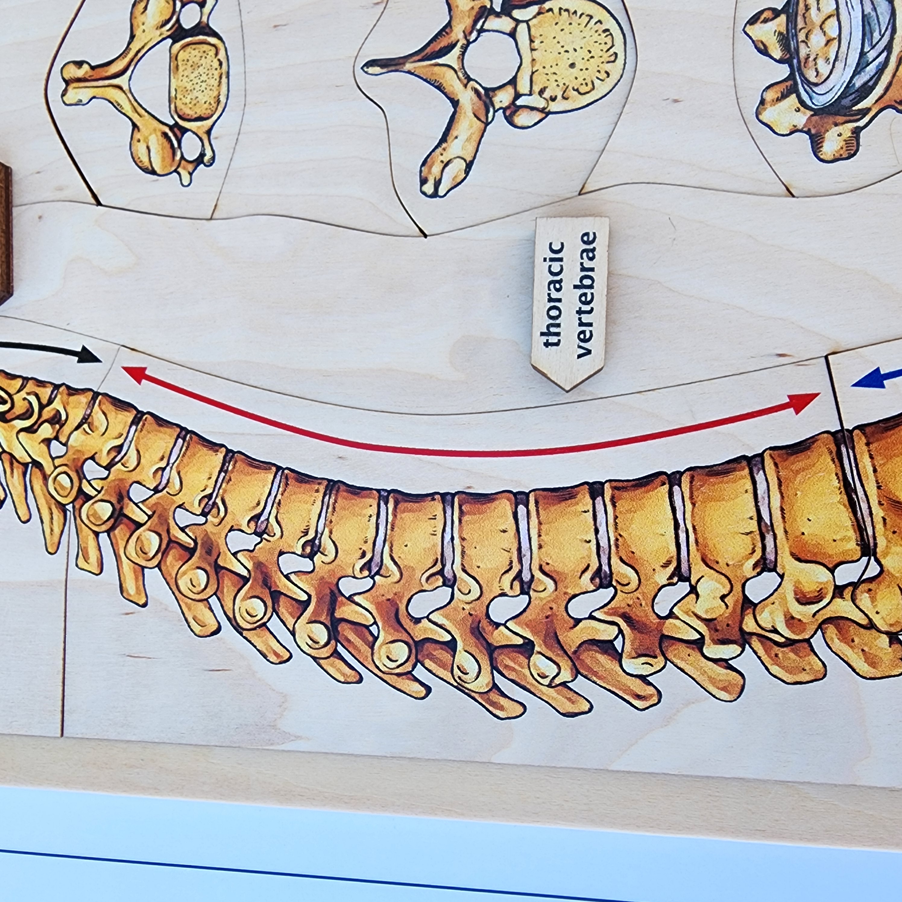 Montessori Human Anatomy