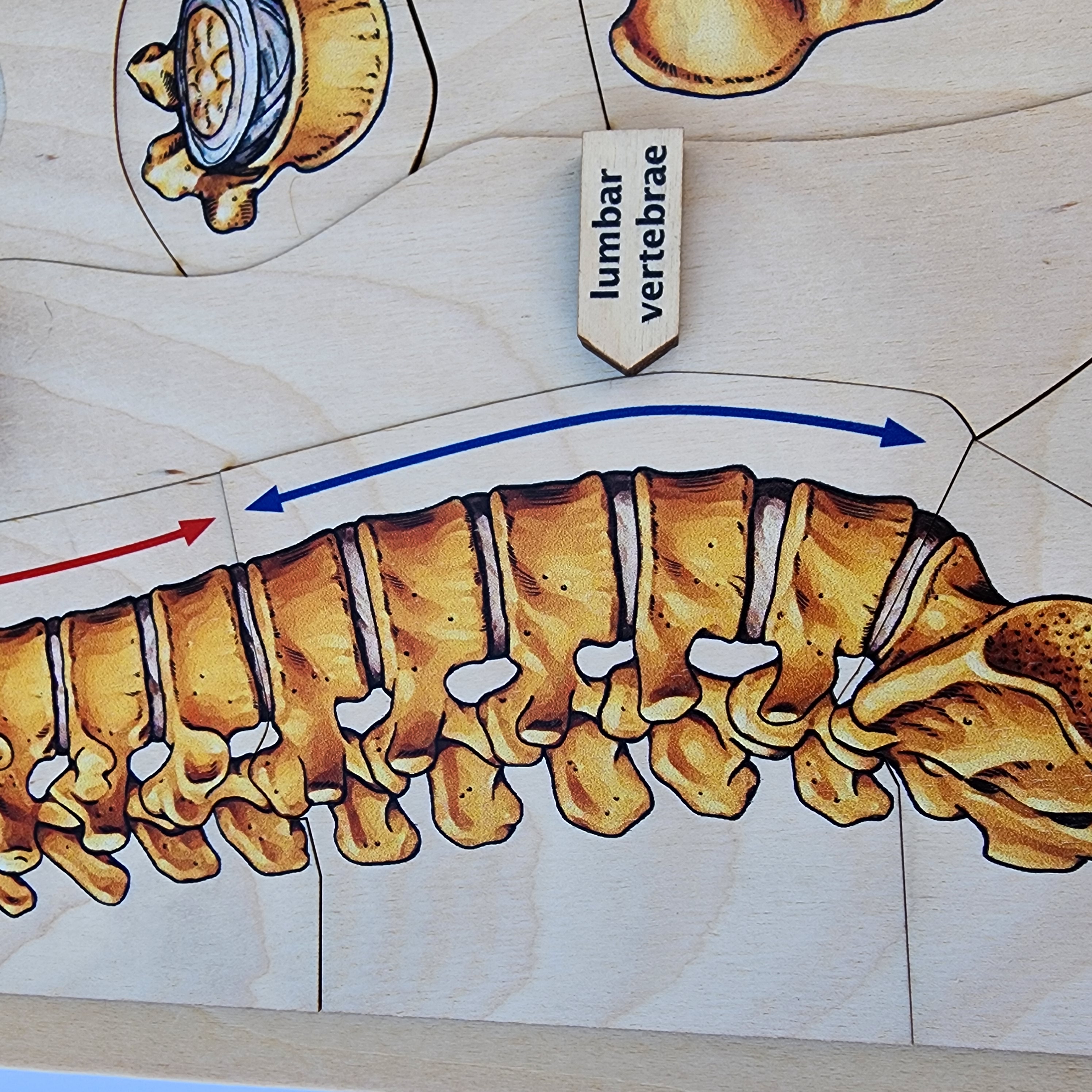Montessori Human Anatomy